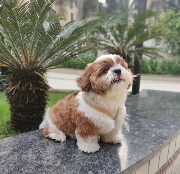 adorabili cuccioli di shih tzu | Foto 3