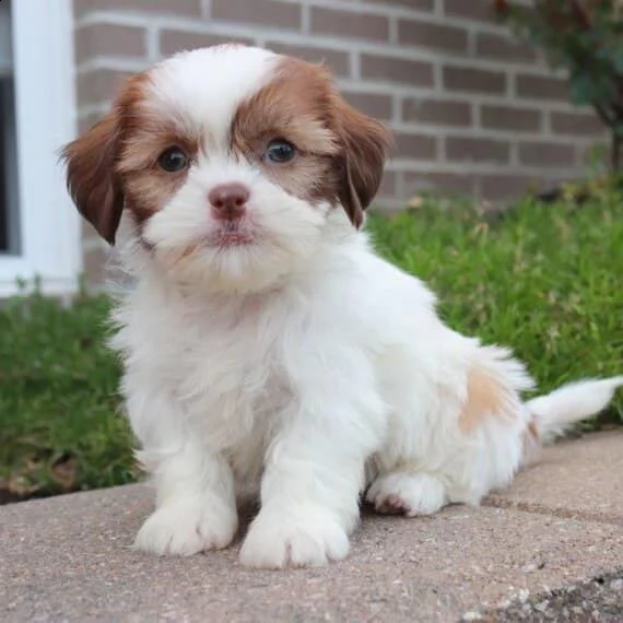 adorabili cuccioli di shih tzu | Foto 2