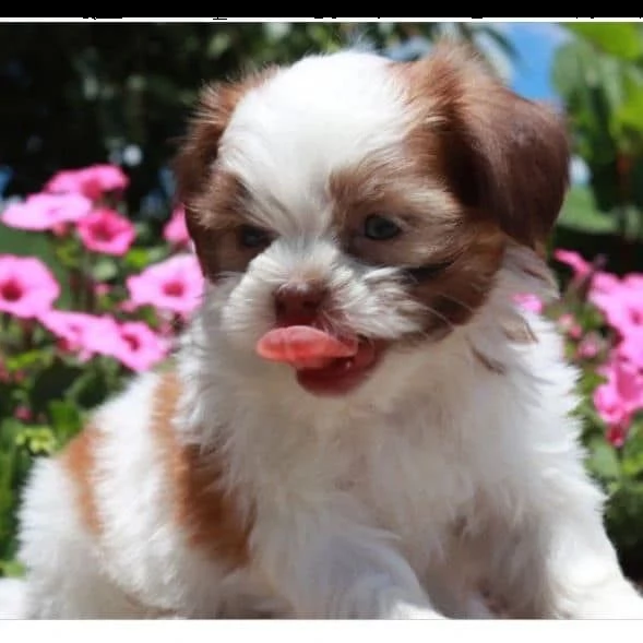 adorabili cuccioli di shih tzu | Foto 1