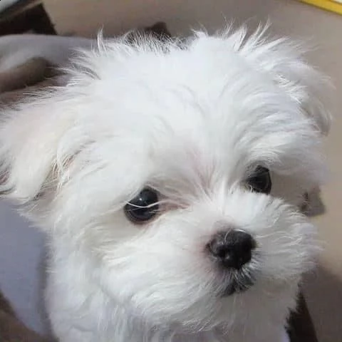 regalo maltese toy ….. | Foto 0