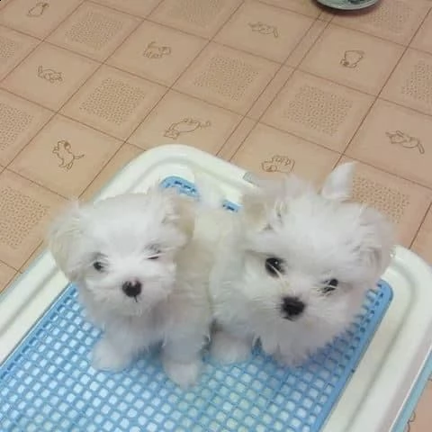 regalo maltese toy …..
