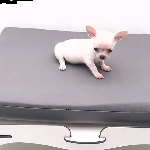  regalo cuccioli di chihuahua