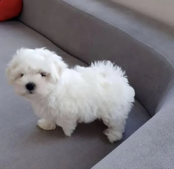 regalo maltese toy ,,,,,, | Foto 0