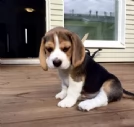regalo beagle  toy…..