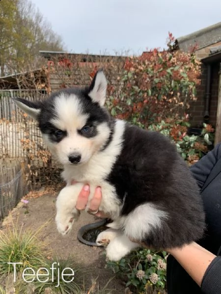 cuccioli di husky siberiano di razza pura | Foto 0