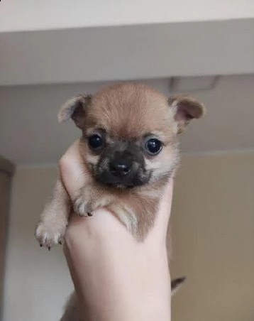 cuccioli di chihuahua per re-homing | Foto 0