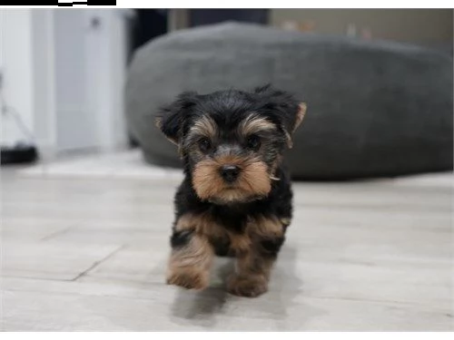 molto piccoli cuccioli di yorkie da tè ora disponibili | Foto 0