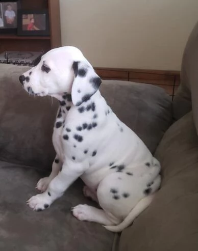 damalta cuccioli per reinserimento | Foto 0