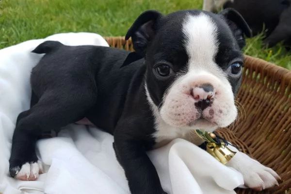 akc boston terrier cuccioli