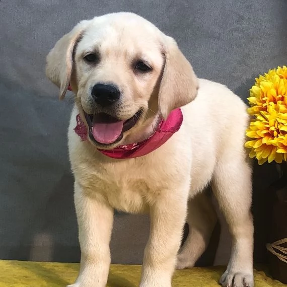 labrador retriever cuccioli per re homing