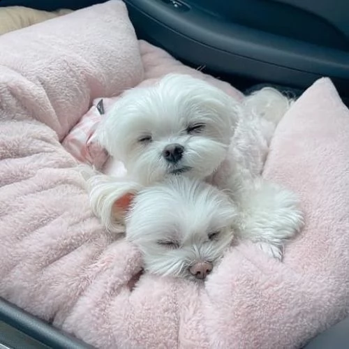 disponibili cuccioli di maltese true babyface