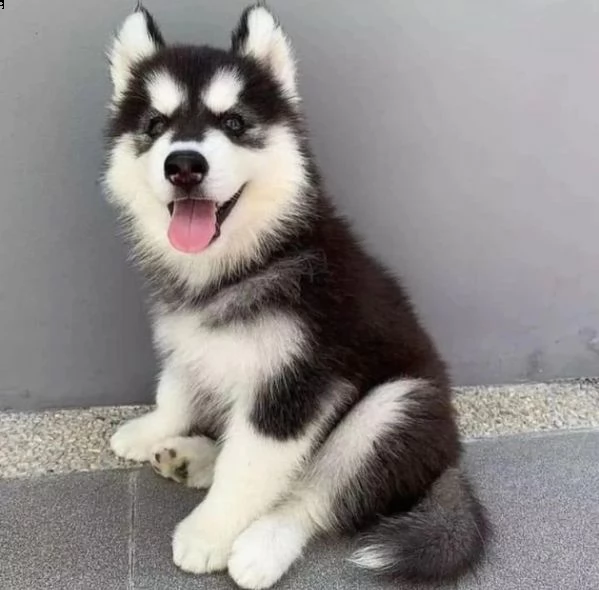 husky  | Foto 0