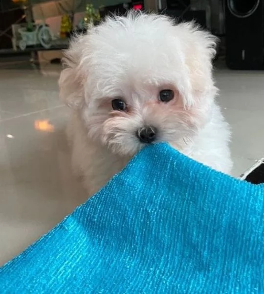 regalo maltese toy disponibile toy e nano,,,,