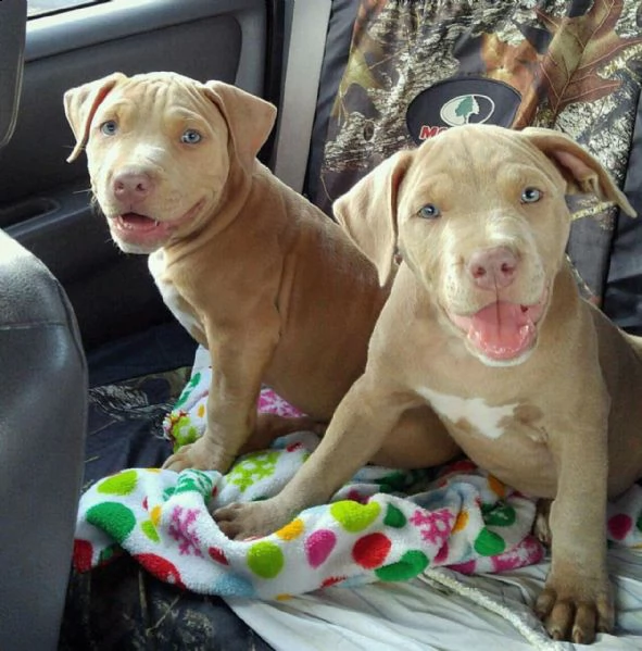 cuccioli disponibili per il reinserimento