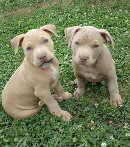 cuccioli disponibili per il reinserimento | Foto 0