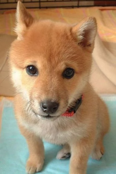 regalo akita inu cuccioli maschio e femmina disponibili cuccioli , ottima genealogia, caratteri sple