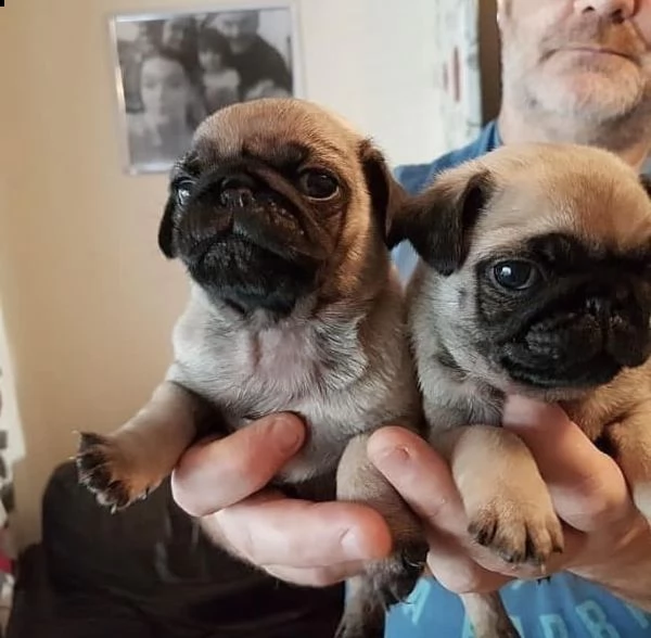 cuccioli di carlino super adorabili
