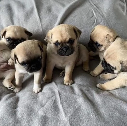 affascinanti cuccioli di carlino per l'adozione