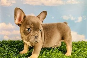 bellissimo cucciolo di bulldog francese