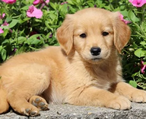 regalo golden retriver cuccioli disponibile per l'adozione adorabili cuccioli di golden retriver fem
