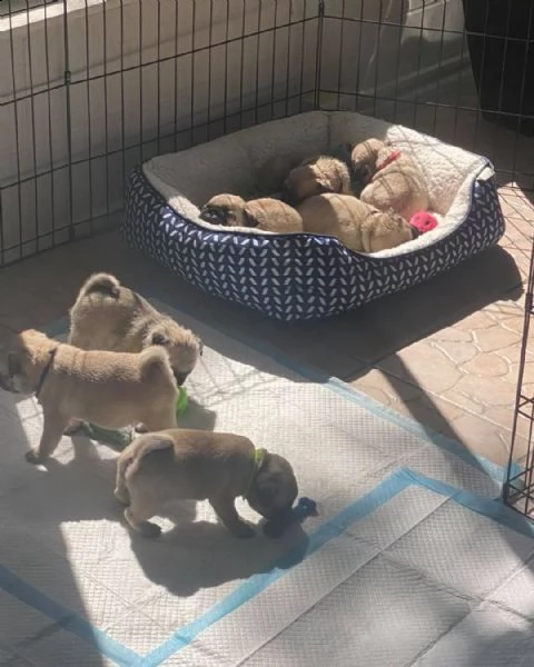 cuccioli di carlino (+393509706299)