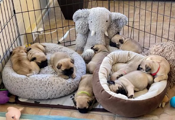 i migliori cuccioli di carlino disponibili (+393509706299)