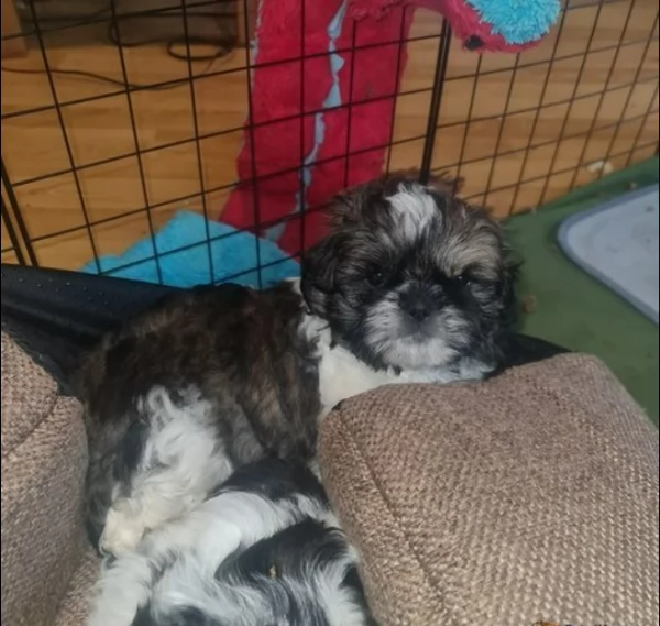 shih tzu 1 ragazzo e ragazza cucciolo | Foto 1