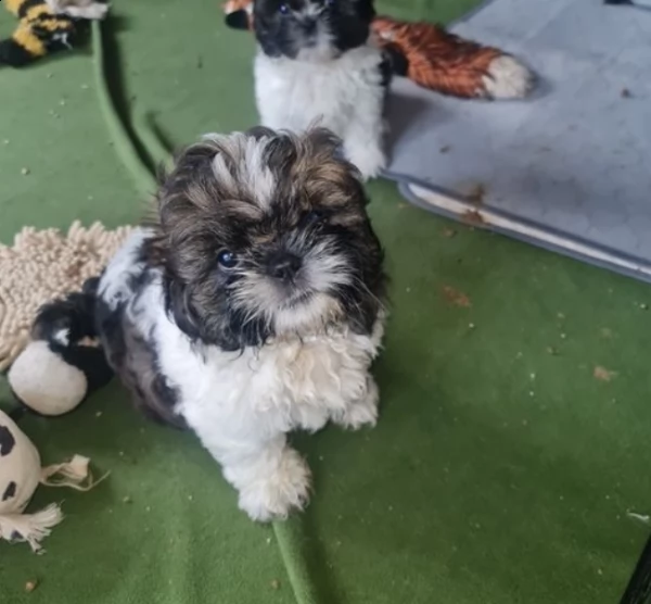 shih tzu 1 ragazzo e ragazza cucciolo | Foto 0