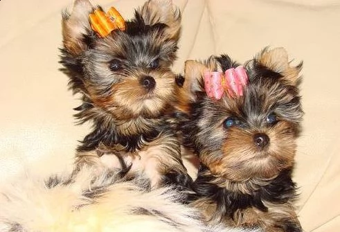 cuccioli di yorkshire terrier