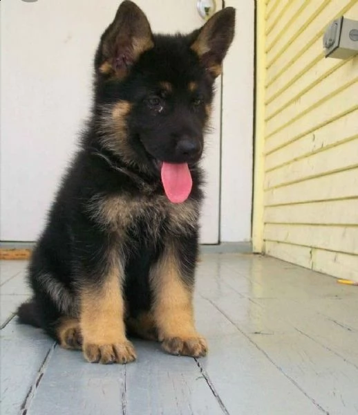  regalo cuccioli di cane a bulldog francese splendidi cuccioli di bulldog francese ad appassionati d | Foto 0