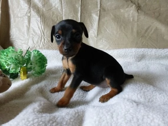 regalo pinchers mini…. | Foto 0