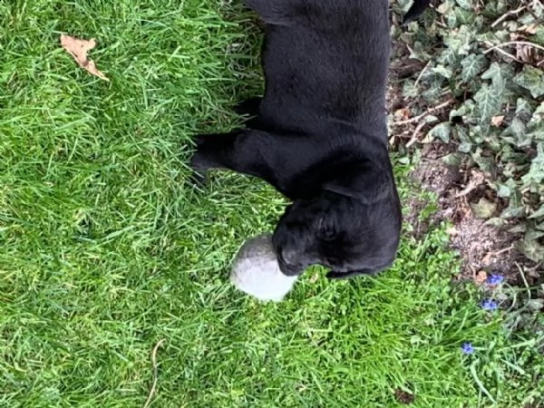 cuccioli di labrador | Foto 5