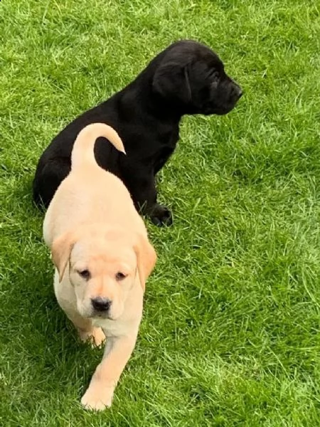 cuccioli di labrador | Foto 4