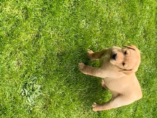 cuccioli di labrador | Foto 2