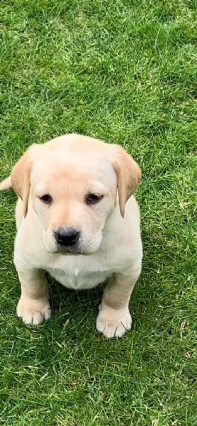 cuccioli di labrador | Foto 1