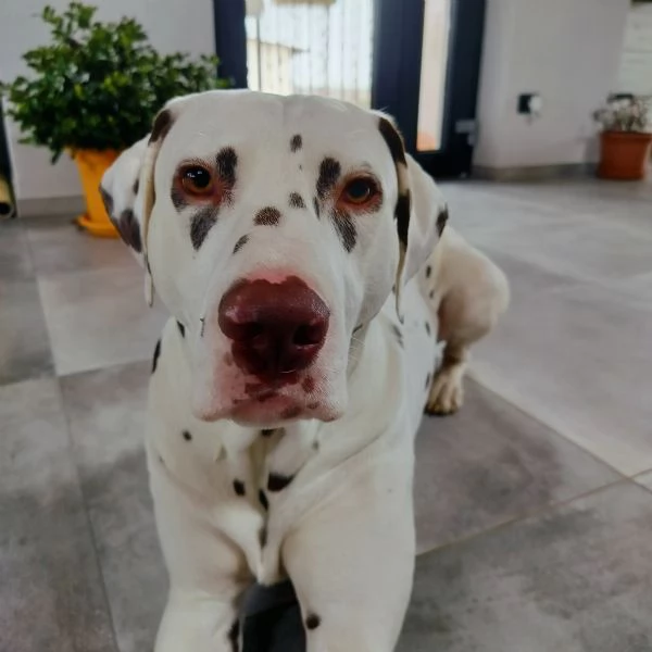 Cuccioli di Dalmata | Foto 1