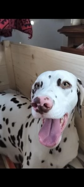 Cuccioli di Dalmata | Foto 0