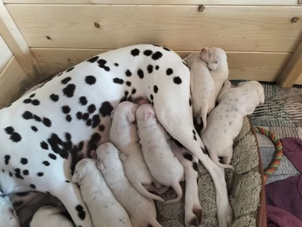 Cuccioli di Dalmata