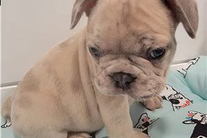 bellissimo cucciolo di bulldog francese