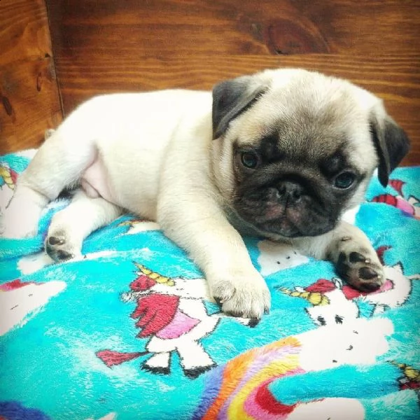 bellissimi cuccioli di carlino