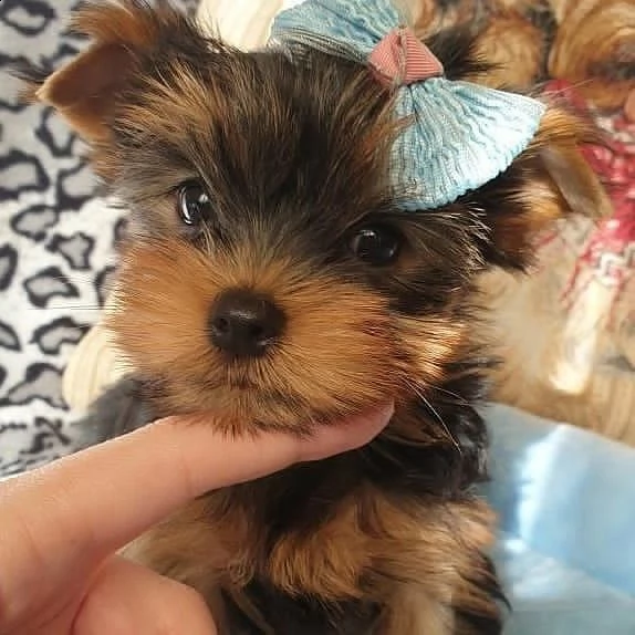 cucciolo di yorkie assolutamente sano (+393509706299)