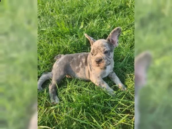 cuccioli di bulldog francese | Foto 2