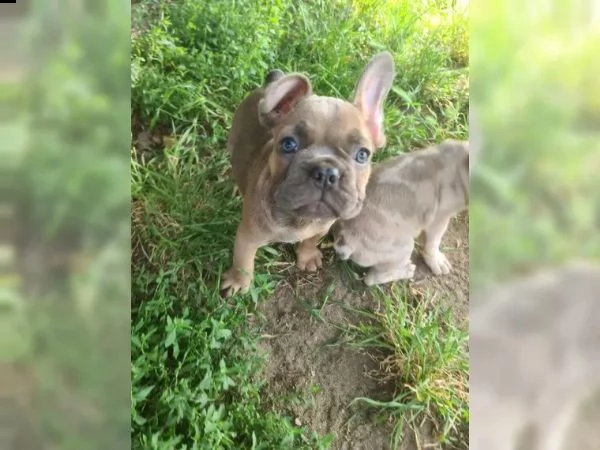 cuccioli di bulldog francese | Foto 1