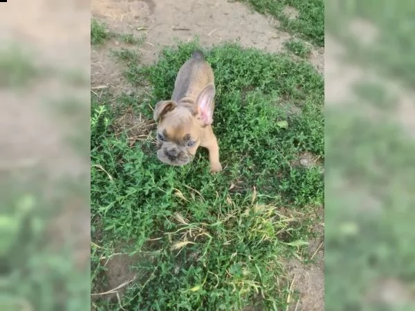 cuccioli di bulldog francese | Foto 0