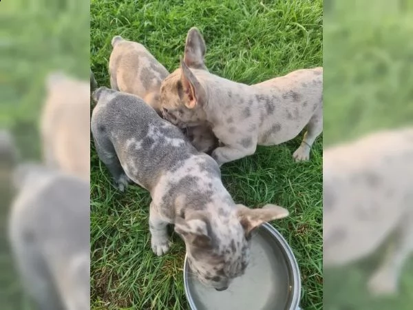 cuccioli di bulldog francese