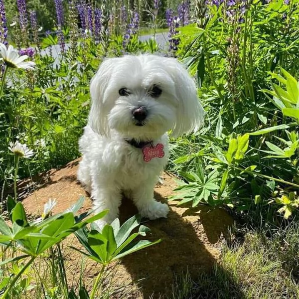 maltese