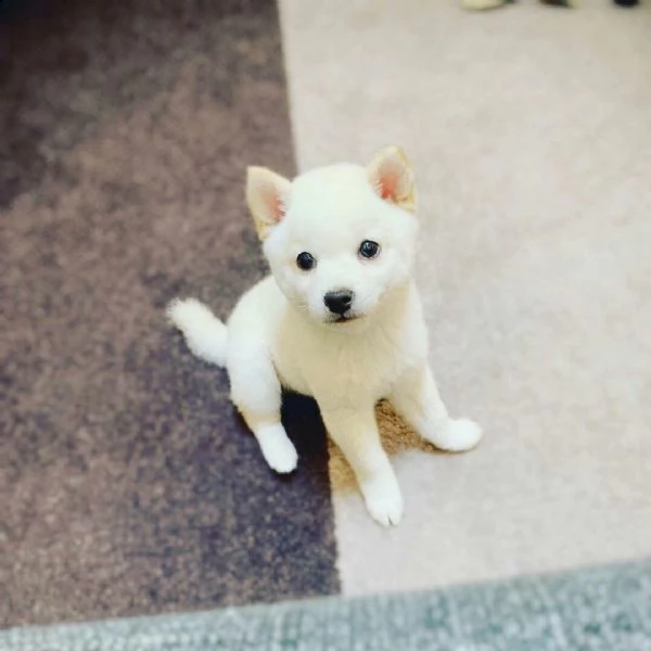 shiba inu