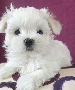 maltese
