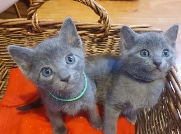 maschi e femmine di gatto blue di russia