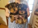 vendo cuccioli di yorkshire terrier